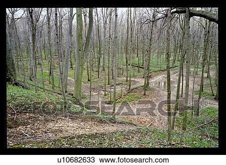 Stock Image - Forest. Fotosearch