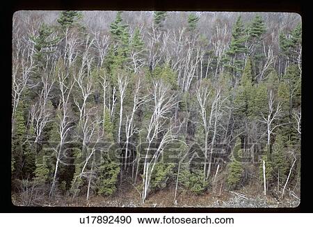 Forest View Large Photo Image Stock Image - Forest. Fotosearch