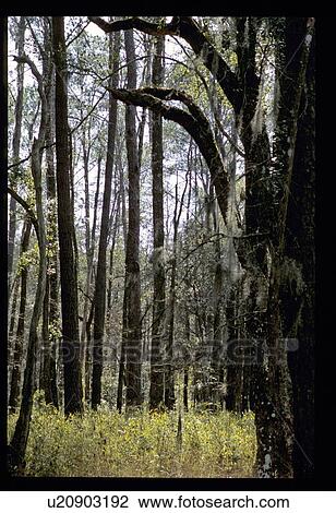 Forest View Large Photo Image Stock Image - Forest. Fotosearch