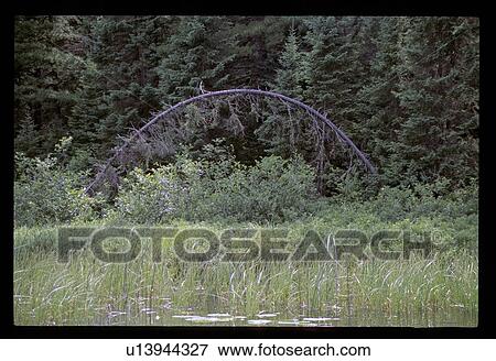 Forest View Large Photo Image Stock Photo - Forest. Fotosearch