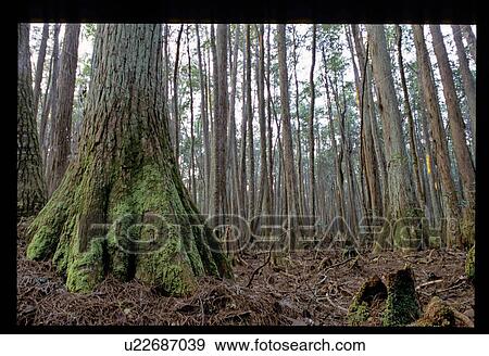 Stock Photo - Forest. Fotosearch