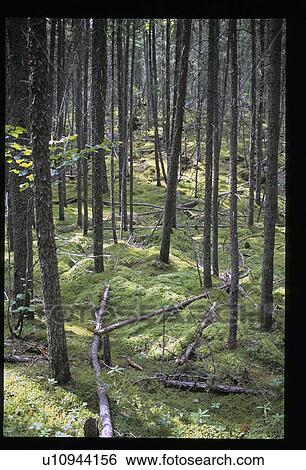Forest View Large Photo Image Stock Photograph - Forest. Fotosearch