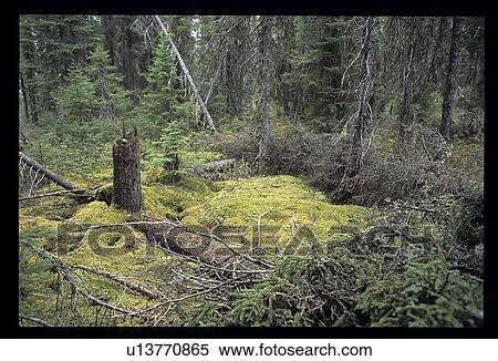 Forest View Large Photo Image Stock Photography - Forest. Fotosearch