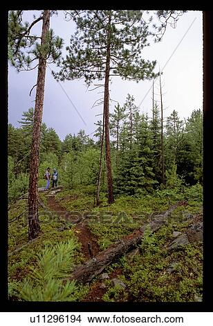 Picture - Forest trails . Fotosearch