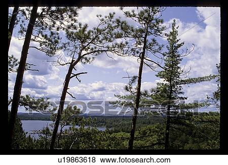 Forest with a lake View Large Photo Image Stock Photo - Forest with a lake. Fotosearch