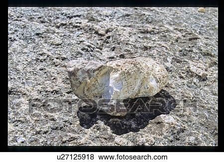 Fossil on a rock View Large Photo Image Stock Photo - Fossil on a rock. Fotosearch