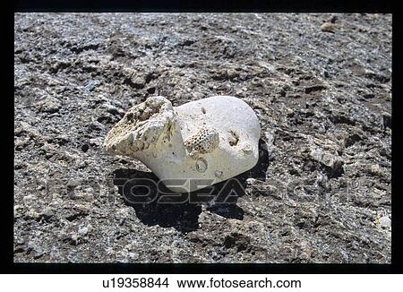 Fossil View Large Photo Image Picture - Fossil. Fotosearch