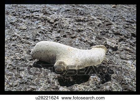 Fossil View Large Photo Image Picture - Fossil. Fotosearch