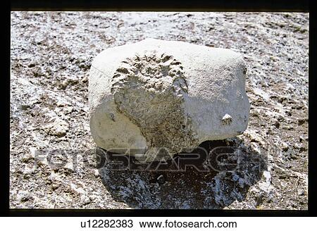 Fossil View Large Photo Image Stock Image - Fossil . Fotosearch
