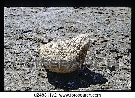Fossil View Large Photo Image Stock Image - Fossil . Fotosearch