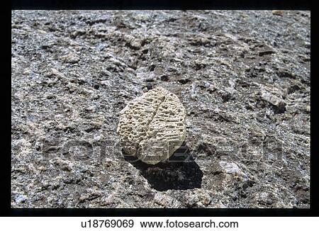 Fossil View Large Photo Image Stock Photo - Fossil . Fotosearch