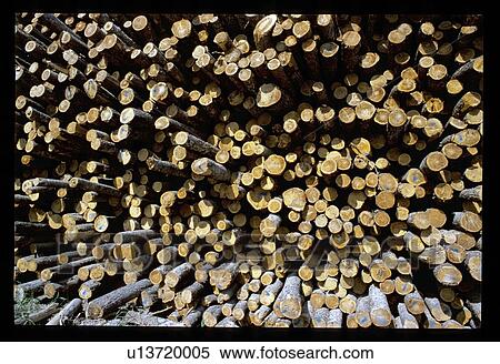 Fresh cut logs View Large Photo Image Stock Photography - Fresh cut logs. Fotosearch