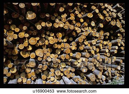 Fresh cut trees View Large Photo Image Stock Image - Fresh cut trees. Fotosearch