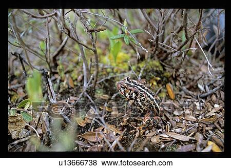 Frog on the forest floor View Large Photo Image Stock Photo - Frog on the forest floor. Fotosearch