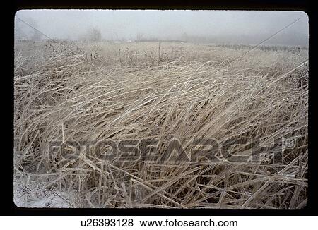 Frost on a field View Large Photo Image Stock Photo - Frost on a field. Fotosearch