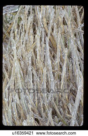 Stock Image - Frost on sticks. Fotosearch