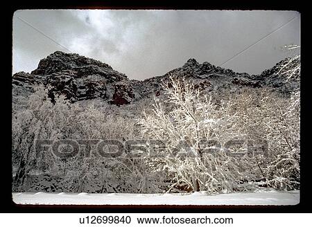 Frosty trees View Large Photo Image Stock Image - Frosty trees. Fotosearch
