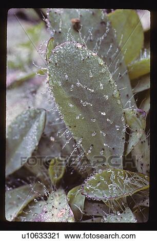 Frozen cactus View Large Photo Image Stock Image - Frozen cactus . Fotosearch