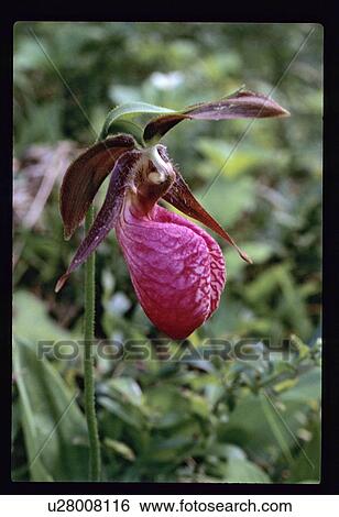 Fuchsia bud View Large Photo Image Stock Photograph - Fuchsia bud . Fotosearch