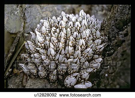 Fungus growing on a tree View Large Photo Image Stock Image - Fungus growing on a tree. Fotosearch