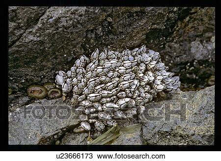 Fungus growing on a tree View Large Photo Image Stock Image - Fungus growing on a tree. Fotosearch