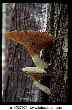 Stock Image - Fungus growth on a tree.. Fotosearch