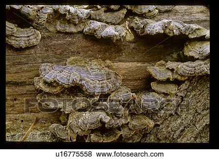 Stock Photo - Fungus on a log. Fotosearch