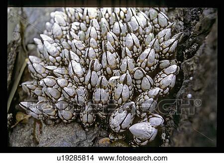 Fungus on a tree View Large Photo Image Picture - Fungus on a tree. Fotosearch