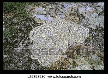 Stock Image - Fungus on the ground. Fotosearch