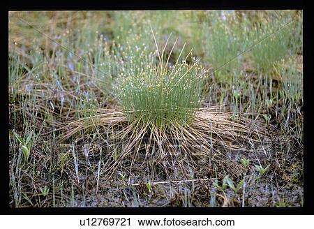 Stock Image - Grass. Fotosearch