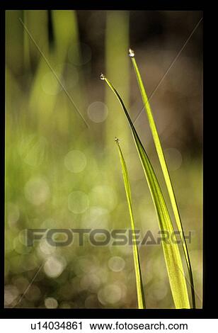 Stock Image - Grass with water drops . Fotosearch