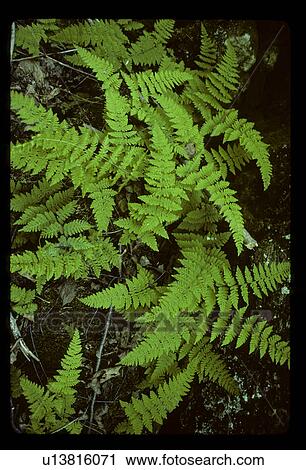 Green fern View Large Photo Image Stock Image - Green fern . Fotosearch