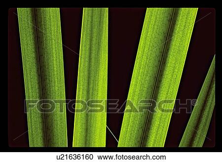 Green leaves View Large Photo Image Stock Image - Green leaves. Fotosearch