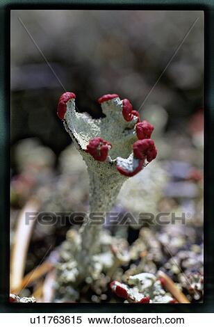 Green plant with red tips View Large Photo Image Stock Photography - Green plant with red tips . Fotosearch