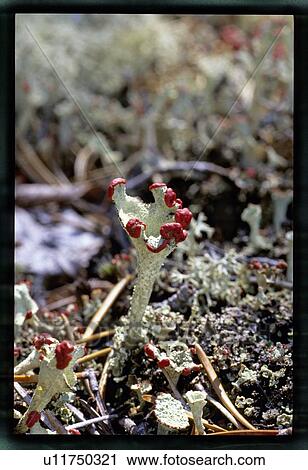 Stock Image - Green plant with red top. Fotosearch