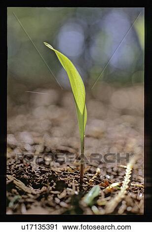 Growing plant View Large Photo Image Stock Image - Growing plant. Fotosearch