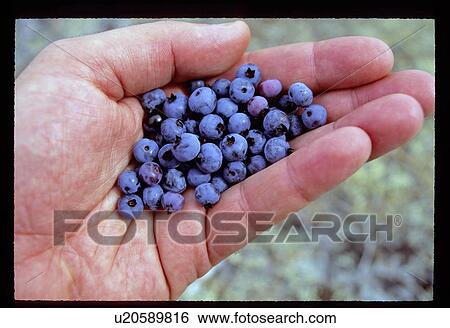 Hand holding blueberries View Large Photo Image Stock Photograph - Hand holding blueberries . Fotosearch