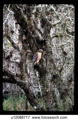Stock Photo - Hawk in a tree. Fotosearch