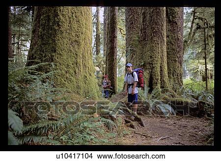 Hiking in a mossy forest View Large Photo Image Picture - Hiking in a mossy forest . Fotosearch