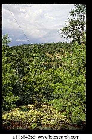 Hills and woods View Large Photo Image Stock Photography - Hills and woods. Fotosearch