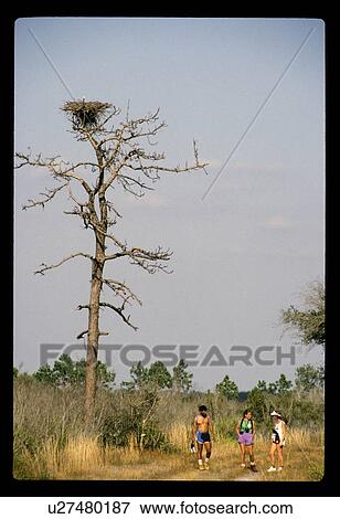 Stock Photo - Huge birds nest in a tree. Fotosearch