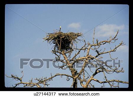 Stock Photo - Huge nest. Fotosearch