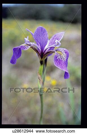 Picture - Iris. Fotosearch