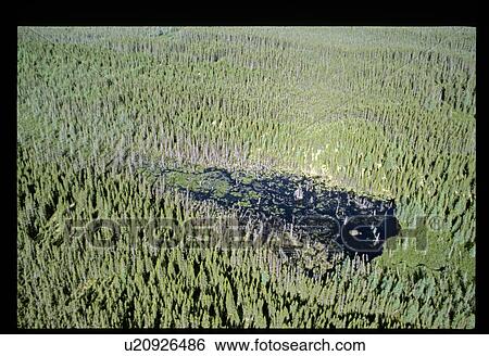 Lake in the forest View Large Photo Image Stock Photograph - Lake in the forest. Fotosearch