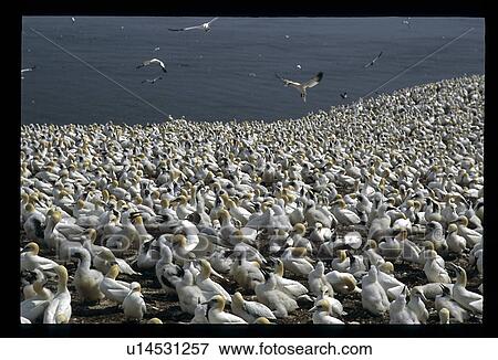 Stock Photo - Large flock of water fowl. Fotosearch
