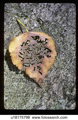 Stock Photo - Leaf eaten by a bug. Fotosearch