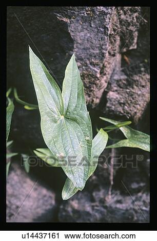 Stock Image - Leaf growing out of rock. Fotosearch