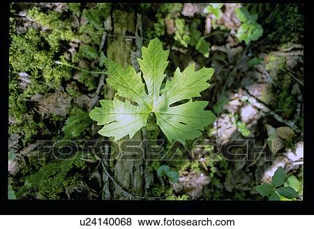 Leaf View Large Photo Image Stock Photo - Leaf. Fotosearch