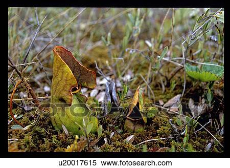 Leaves View Large Photo Image Stock Photography - Leaves. Fotosearch