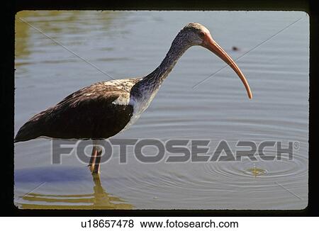 Stock Photo - Long beak water fowl. Fotosearch